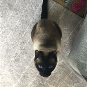 Meet your Posher, Anne